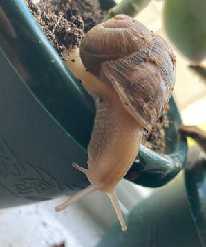 Snail